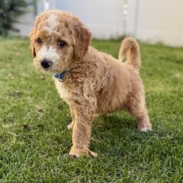 Jack - Red male Bernedoodle puppy in Springville, Utah from Oodles of Bernedoodles