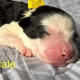 Yellow Male - Black and white male Sheepadoodle puppy in Hilton, New York from Finger Lakes Doodles