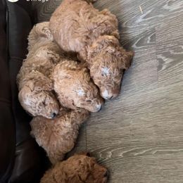 Poodle Puppies from Lisa Riley