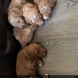 Poodle Puppies from Lisa Riley