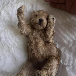 Peaches - Apricot female Maltipoo puppy in San Diego, California from Maltipoos SD