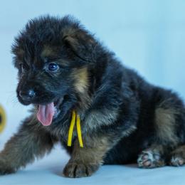 Yellow collar - Black and red male German Shepherd puppy in Plumas Lake, California from Zwinger Vom Greifjäger