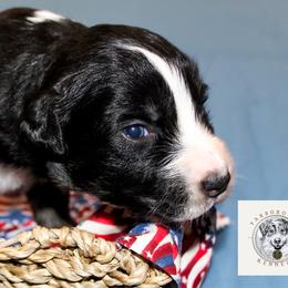 Clark - Black tri male Miniature Australian Shepherd puppy in Oakland, Maryland from Yarborough Kennels