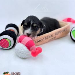 Nori - Black tri-color female Australian Shepherd puppy in Jonesborough, Tennessee from Lotus Australian Shepherds