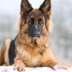 German Shepherds from Zeitgeist German Shepherds
