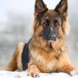 German Shepherds from Zeitgeist German Shepherds