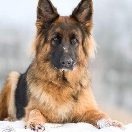 German Shepherds from Zeitgeist German Shepherds