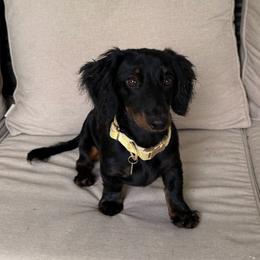 Oakley - Dachshund