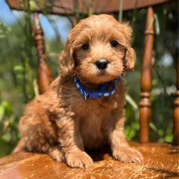 Blue - Red  male Goldendoodle puppy in Hesperia, Michigan from Red Acres Poodles & Doodles