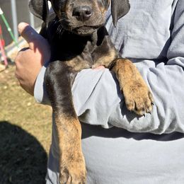 Male 1 - Black male Catahoula Leopard Dog puppy in Crestview, Georgia from C4 Kennels of FL