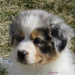 Australian Shepherd Puppies from Parsons Australian Shepherds