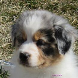 Australian Shepherd Puppies from Parsons Australian Shepherds