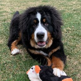 Bernese Mountain Dogs from Windfall Bernese