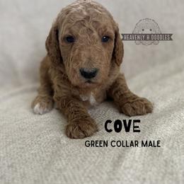 Cove - Apricot male Goldendoodle puppy in Inez, Texas from Heavenly H Doodles