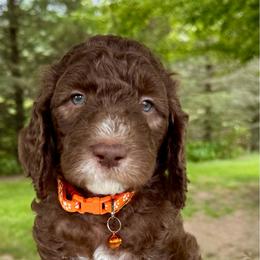 Orange - Chocolate male Goldendoodle puppy in Hesperia, Michigan from Red Acres Poodles & Doodles