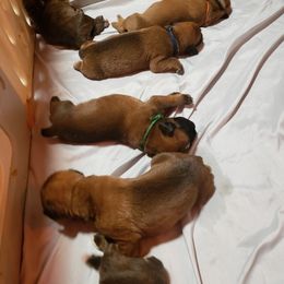 Boxer Puppies from SmashBox Kennel