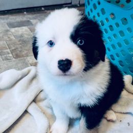 Koko - Black tri female Miniature Australian Shepherd puppy in Hagerstown, Maryland from Renegade Kennels
