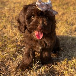 Coast - Chocolate female Cavapoo puppy in Colcord, Oklahoma from Copper Lane Aussies, Doodles & Cavapoos