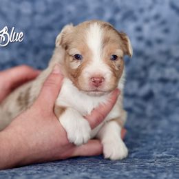 Australian Shepherd, Miniature American Shepherd, Miniature Australian Shepherd, and Toy Australian Shepherd Puppies from Painted Blue Aussies