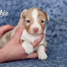 Australian Shepherd, Miniature American Shepherd, Miniature Australian Shepherd, and Toy Australian Shepherd Puppies from Painted Blue Aussies