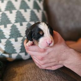 Diamond - Black rust and white female Bernese Mountain Dog puppy in Inman, South Carolina from Shadow Acres