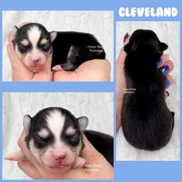 Cleveland - Black and white male Pomsky puppy in Sheffield, Iowa from Clover Ridge Pomskies