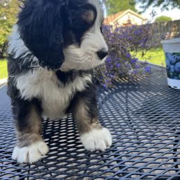 Bernedoodle Puppies from Busacker Babies