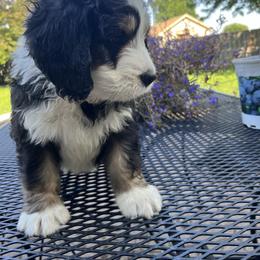 Bernedoodle Puppies from Busacker Babies