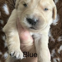 Blue - Golden male Golden Retriever puppy in Jesup, Georgia from Painted Platinum Retrievers (Painted Platinum Kennel) PPK
