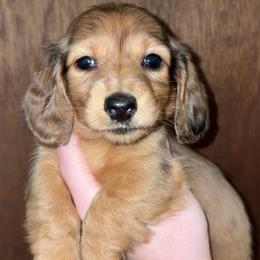 Beth (PET ONLY) - Dapple female Dachshund puppy in Goldthwaite, Texas from Mini Mama Dachshunds