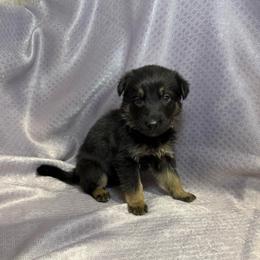 Rixa - Purple Collar - Black and tan female German Shepherd puppy in Greenwood, Arkansas from West Haus Shepherds