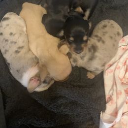 Dachshund Puppies from Mardox Dachshunds