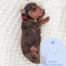 Muffin - Merle male Goldendoodle puppy in California City, California from Summer Sun Doodles