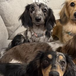 Dachshunds from Lexi Barnes