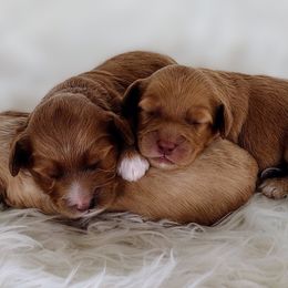 Australian Labradoodles from Crown Doodles
