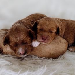 Australian Labradoodles from Crown Doodles