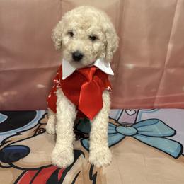 Valentino - White male Poodle puppy in Mobile, Alabama from Semmy’s Standard Poodle LLC