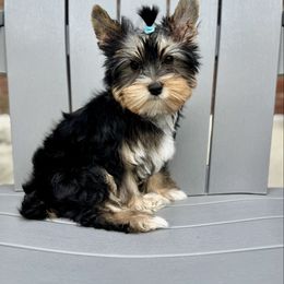 Paitlyn - Black and tan female Yorkshire Terrier puppy in Bloomingdale, Georgia from Harrington Yorkies