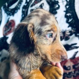 Glenn - Dapple male Dachshund puppy in Argos, Indiana from TKO Doxies