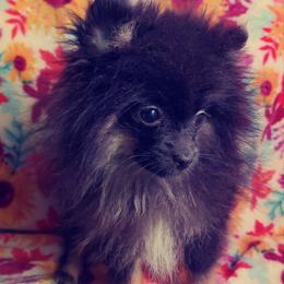 French Bulldog and Pomeranian Puppies from Purrs N Poms