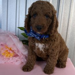 Goldendoodle and Poodle Puppies from Northern Heart Standards