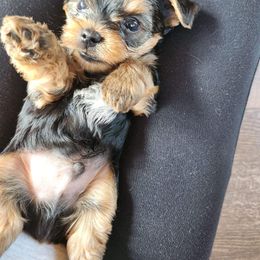 Yorkshire Terrier Puppies from Mullet Yorkies