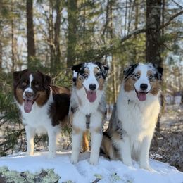 Australian Shepherds from Relic