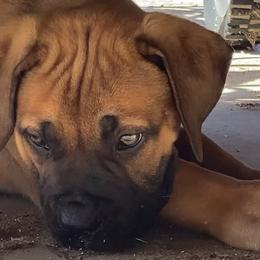 Hawk - Reddish brown male Boerboel puppy in Navasota, Texas from Silverthorne Boerboels