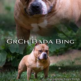 Grand Champion Bada Bing - American Bully