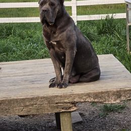 Ruby - Cane Corso