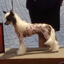Godi - Chinese Crested