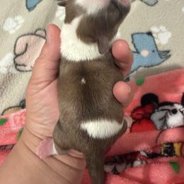 Daisy - Liver and white female Shih Tzu puppy in Bakersfield, California from Little pumpkin Shih Tzu’s