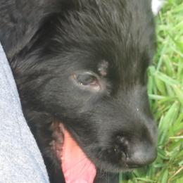 German Shepherd Puppies from V Diamondburg Kennels