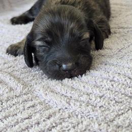 Cream brindle - Brindle female Dachshund puppy in Ashford, Alabama from Circle City Dachshunds